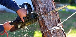 Best Storm Damage Tree Cleanup  in Joshua Tree, CA