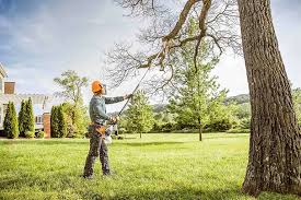 Best Tree Risk Assessment  in Joshua Tree, CA