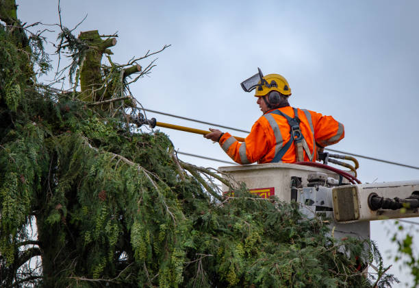 Best Emergency Tree Removal  in Joshua Tree, CA