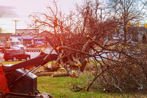 How Our Tree Care Process Works  in  Joshua Tree, CA