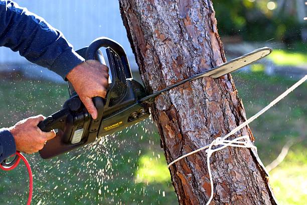 Best Lawn Irrigation Installation and Maintenance  in Joshua Tree, CA