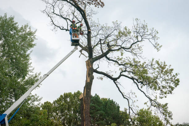 Best Tree Preservation Services  in Joshua Tree, CA