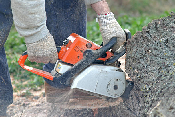 Best Tree Mulching  in Joshua Tree, CA