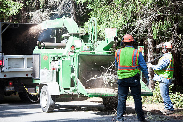 Best Lawn Renovation and Restoration  in Joshua Tree, CA