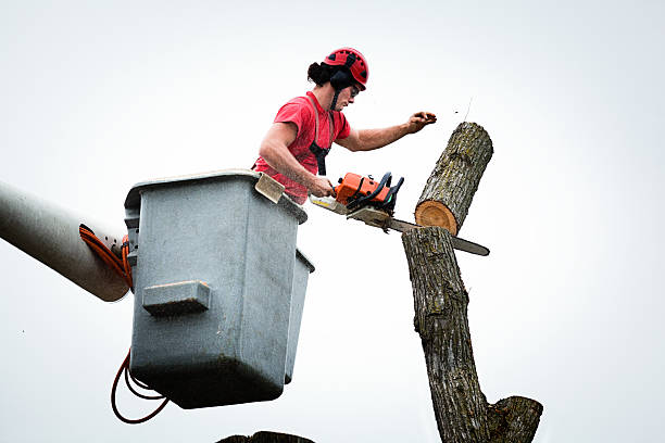 Best Tree and Shrub Care  in Joshua Tree, CA