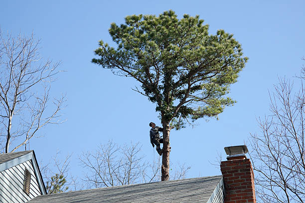 Best Commercial Tree Services  in Joshua Tree, CA