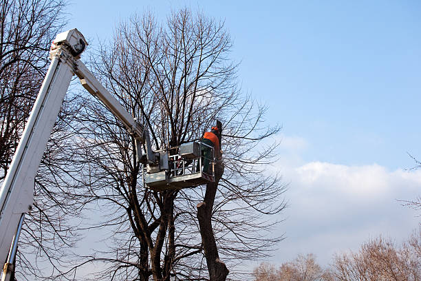 Best Hazardous Tree Removal  in Joshua Tree, CA