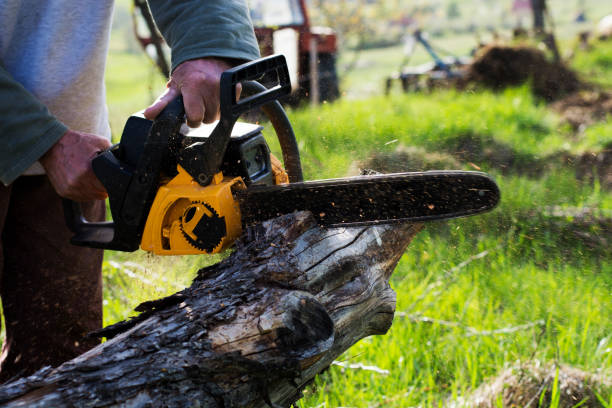 Best Fruit Tree Pruning  in Joshua Tree, CA