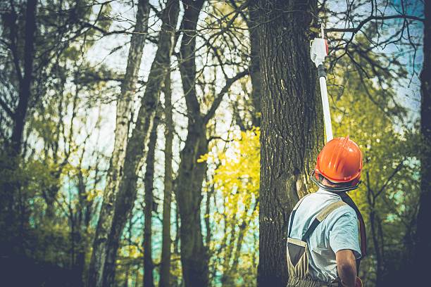 Best Root Management and Removal  in Joshua Tree, CA